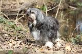 PETIT CHIEN LION 291